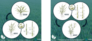 key growth stages capturing the nutrients crops
