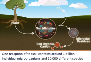 A illustration of SOM biological processes.