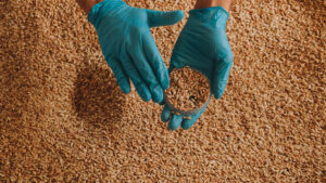 grain nutrient offtakes