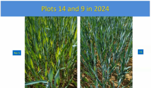 sulphur nutrition Rothamsted trials