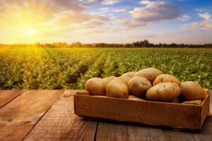 sulphur nutrition in crop production potatoes
