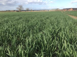 P & K holidays winter wheat field