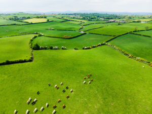 grass and milk mineral levels field Ireland cows