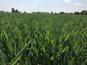 In-season tissue analysis for a wheat field