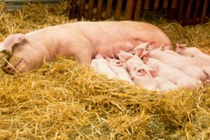 zinc oxide in pig diets piglets in hay with sow