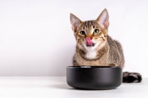 cat bowl mercury in cat food