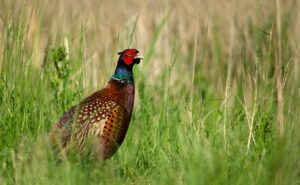 pheasant gamebird in tall grass extension to scope