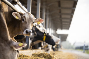 Beef Welfare Scheme 2025 forage/silage