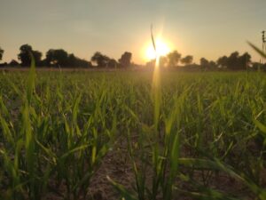 how to manage excess nutrients soil summary 2024-2025