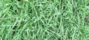winter wheat 60kgN/ha