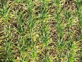 winter barley 45kg N/ha