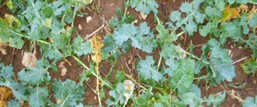 winter oilseed rape 45kg N/ha