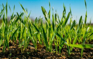 spring-sown-cereal-crops-leaves-maize
