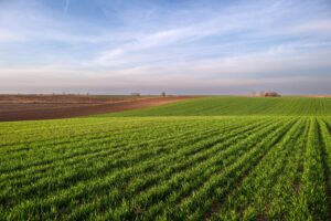 CropCheck-or-CropCheck-Plus-field-of-cereal-crops