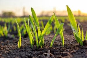 CropCheck key growth stage tissue analysis leaves in soil