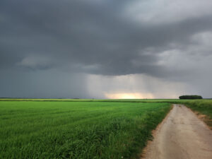 forage quality wet weather