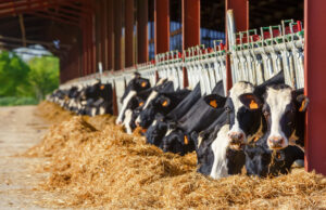 forage analysis more reasons quality - cows in a shed
