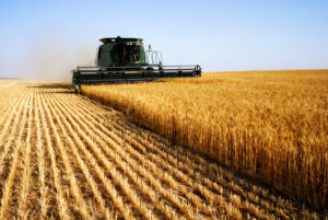 grain analysis farmer harvesting wheat