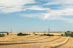 grain quality hot weather early harvest