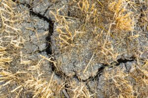 potassium cycling cracked wheat field