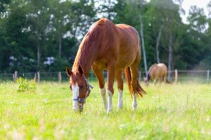 forage and horses grazing in field