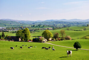 SFI26 field in UK with cows