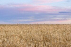 drought and potash dry field with purple sky